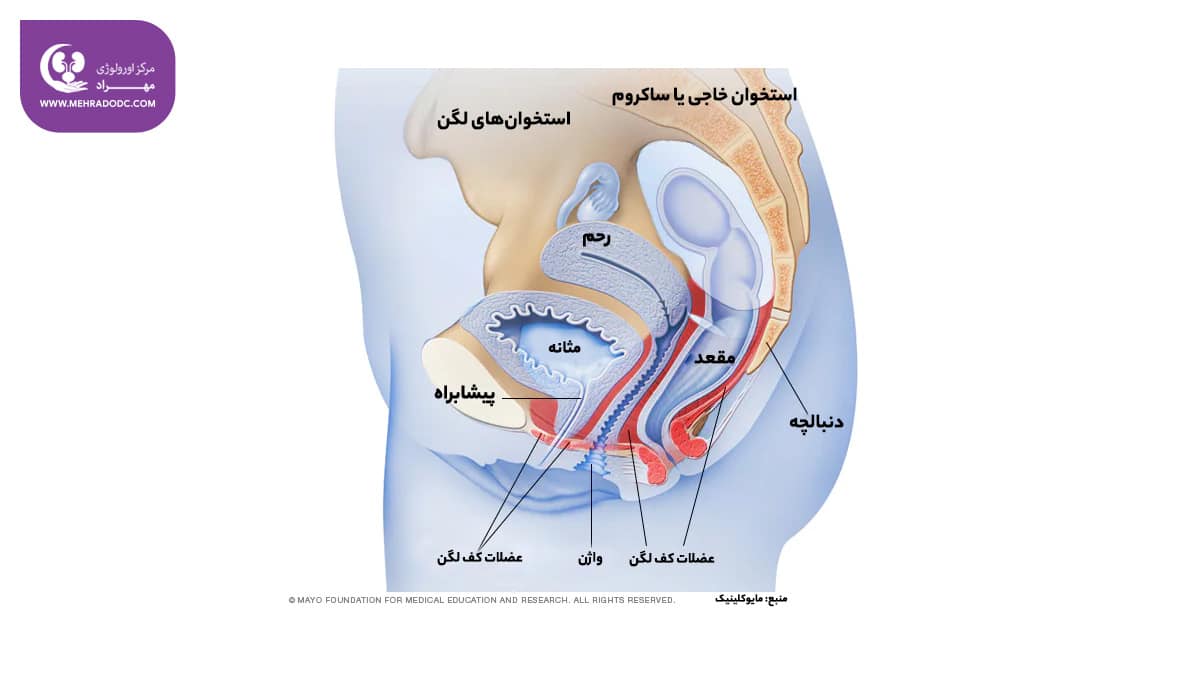 تمرینات کگل برای بانوان | کلینیک اورولوژی مهراد
