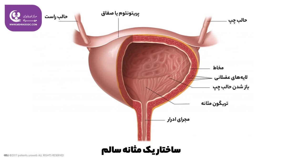 ساختار یک مثانه سالم | دکتر مهری مهراد